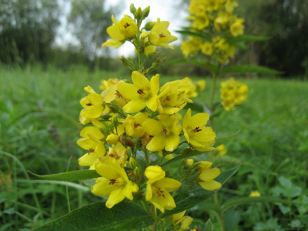 Вербейник - Anna Ivanova