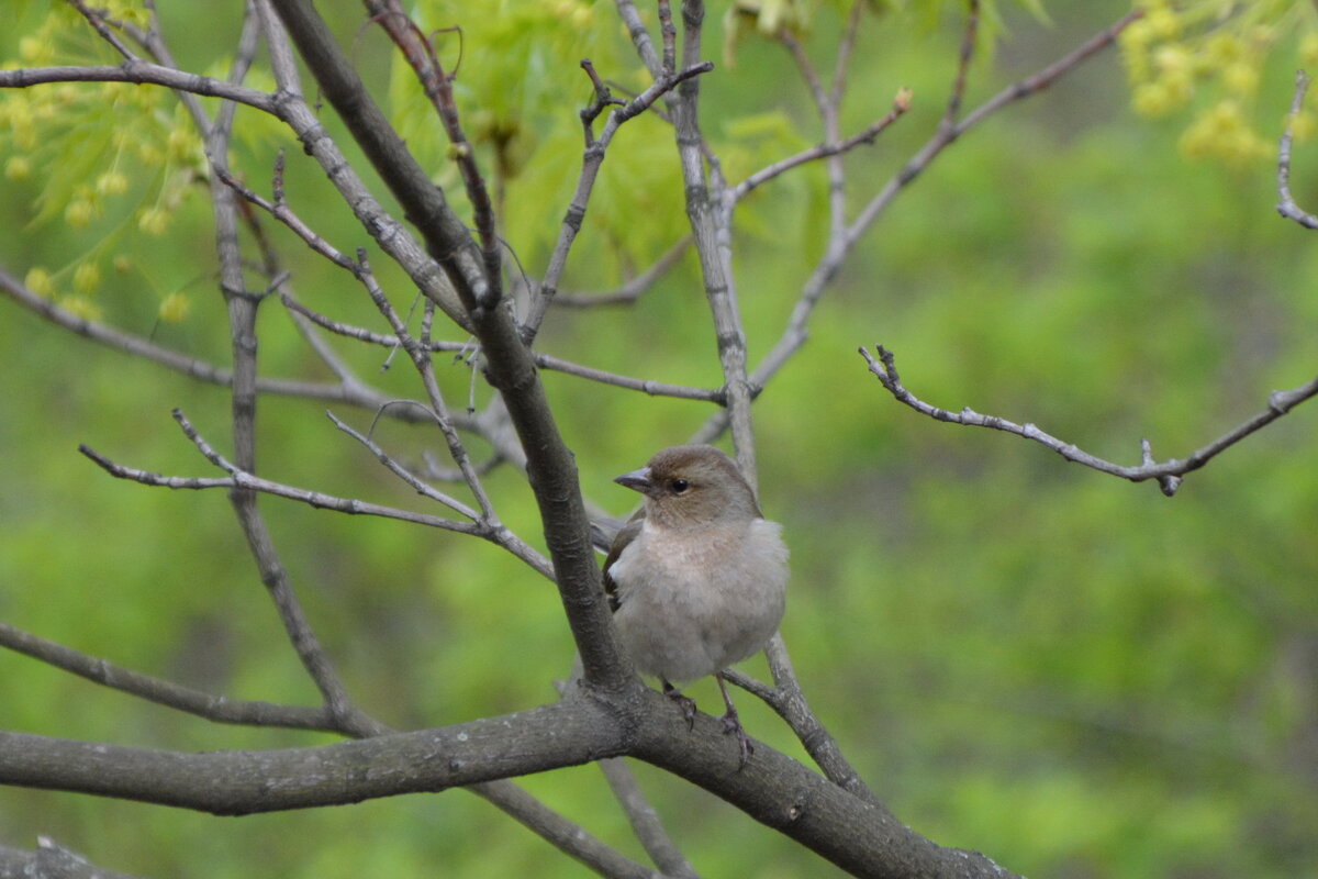 Зя́блица - Николай 