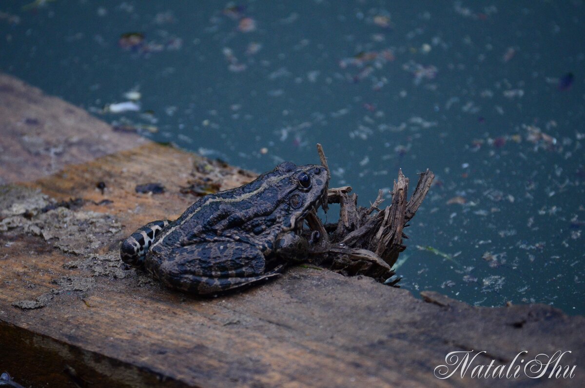 На пруду. - Наталья Вязигина