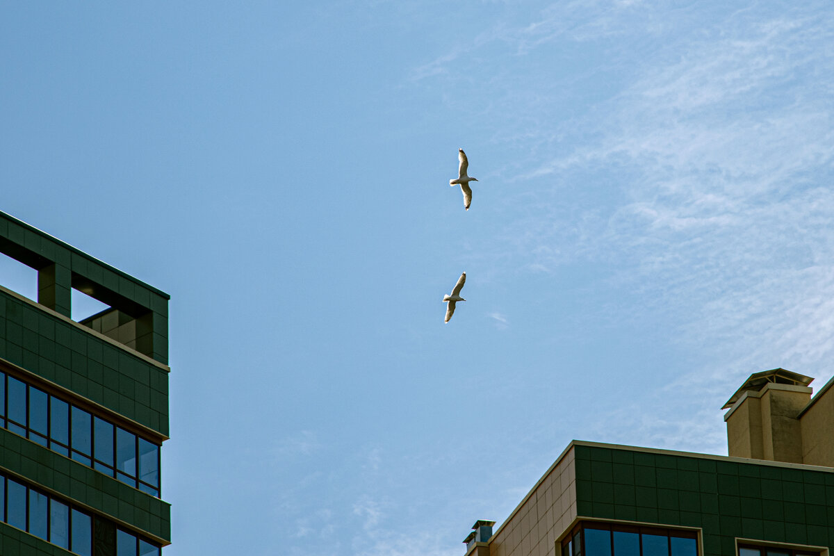 Полёт - Валерий Пославский