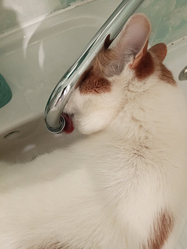 Язычком! - Ирина Соловьёва