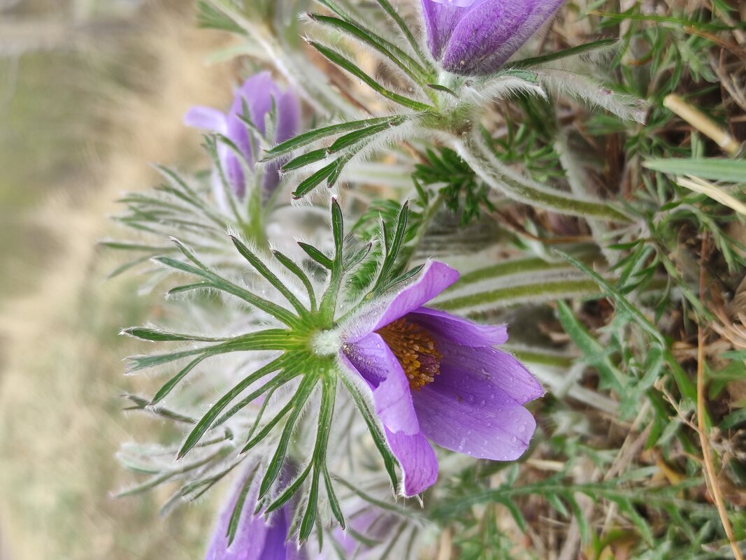 Весна - Aleksandra Chochaeva