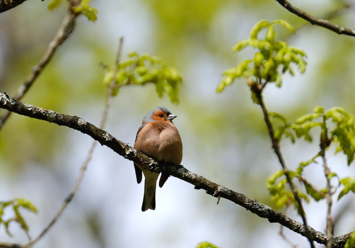 Зяблик - Андрей Зайцев Зяблик - Андрей Зайцев