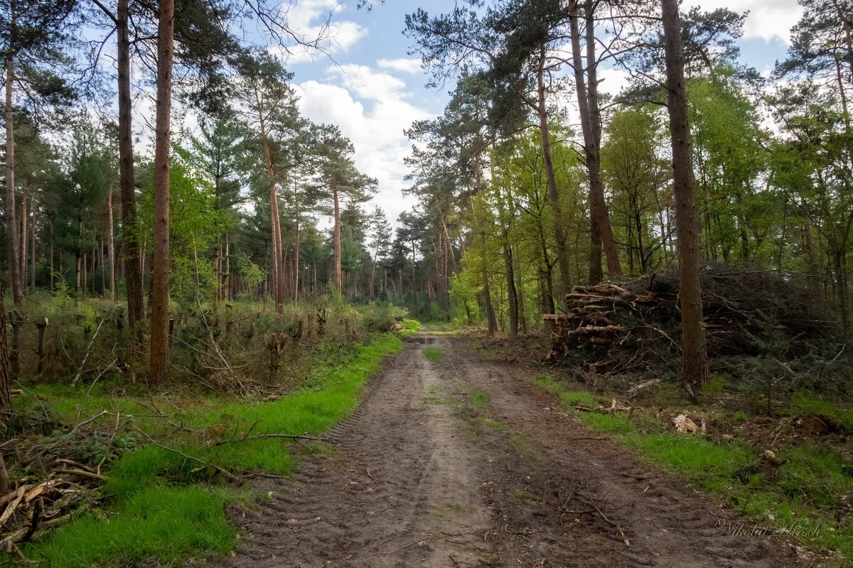 Лес, как есть... - Николай Гирш