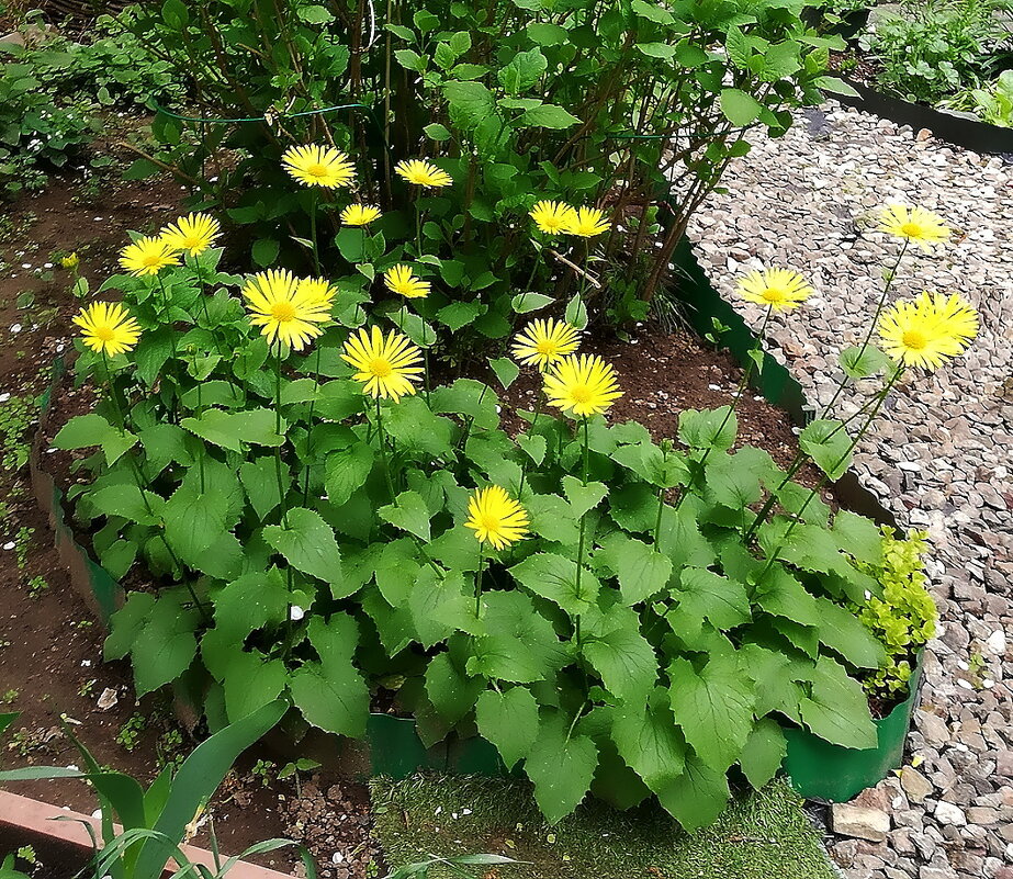 Дороникум - Ольга Довженко Дороникум - Ольга Довженко