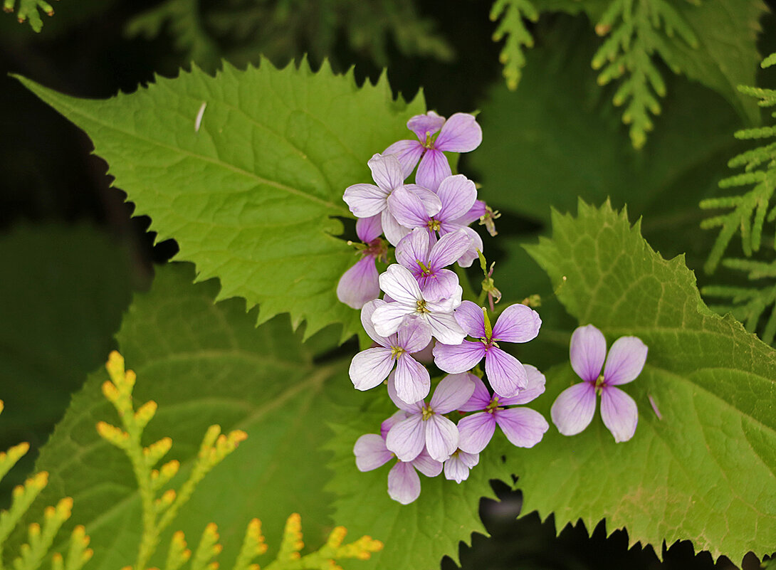 Лунник оживающий - Светлана Лунник оживающий - Светлана
