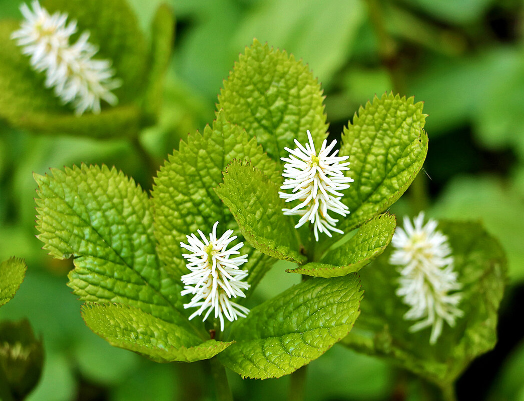 Хлорант японский - Светлана 