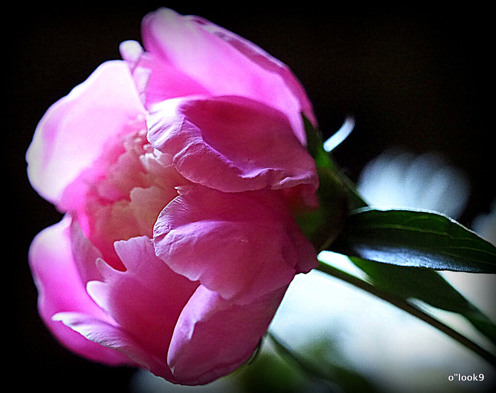 они на радость нам даны - Олег Лукьянов