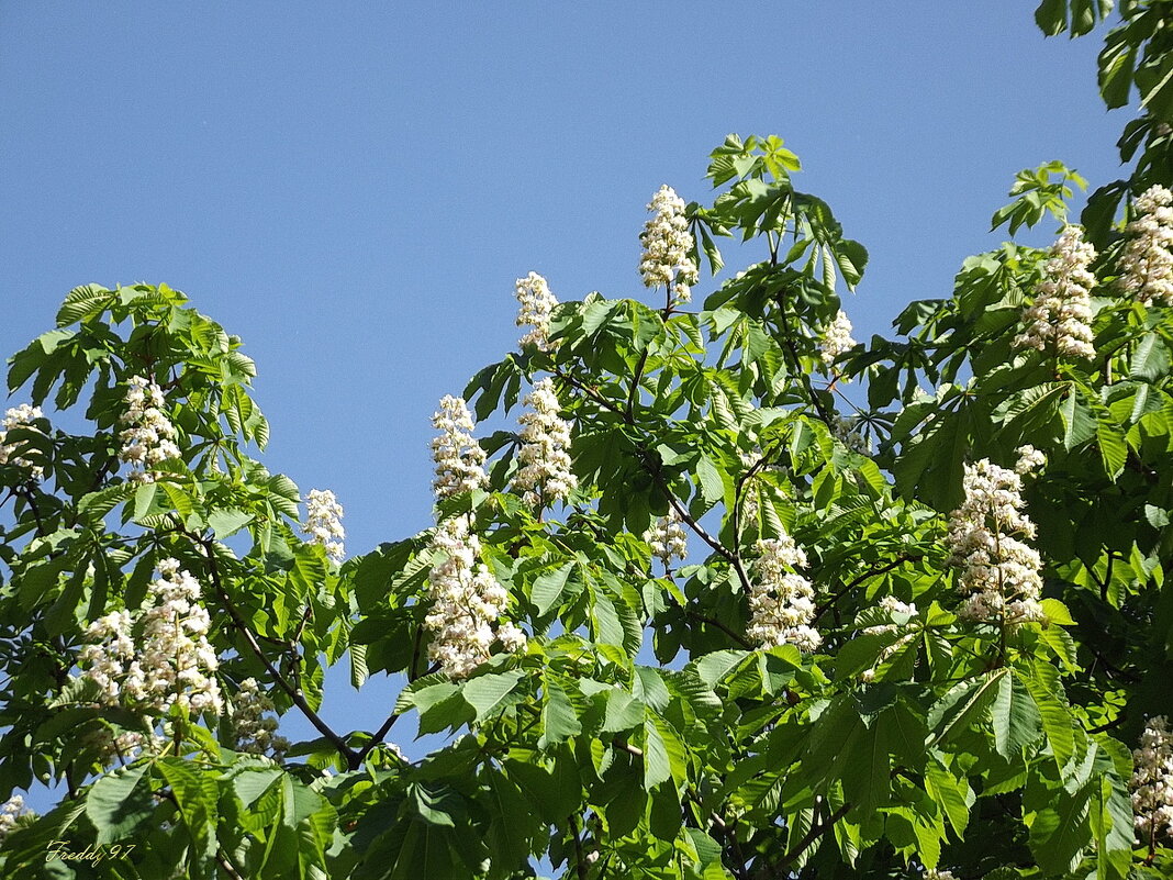 Каштан над городом... - Freddy 97 Каштан над городом... - Freddy 97