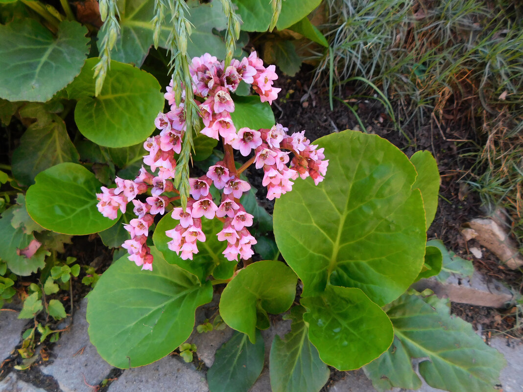 Бадан толстолистный - Наиля 