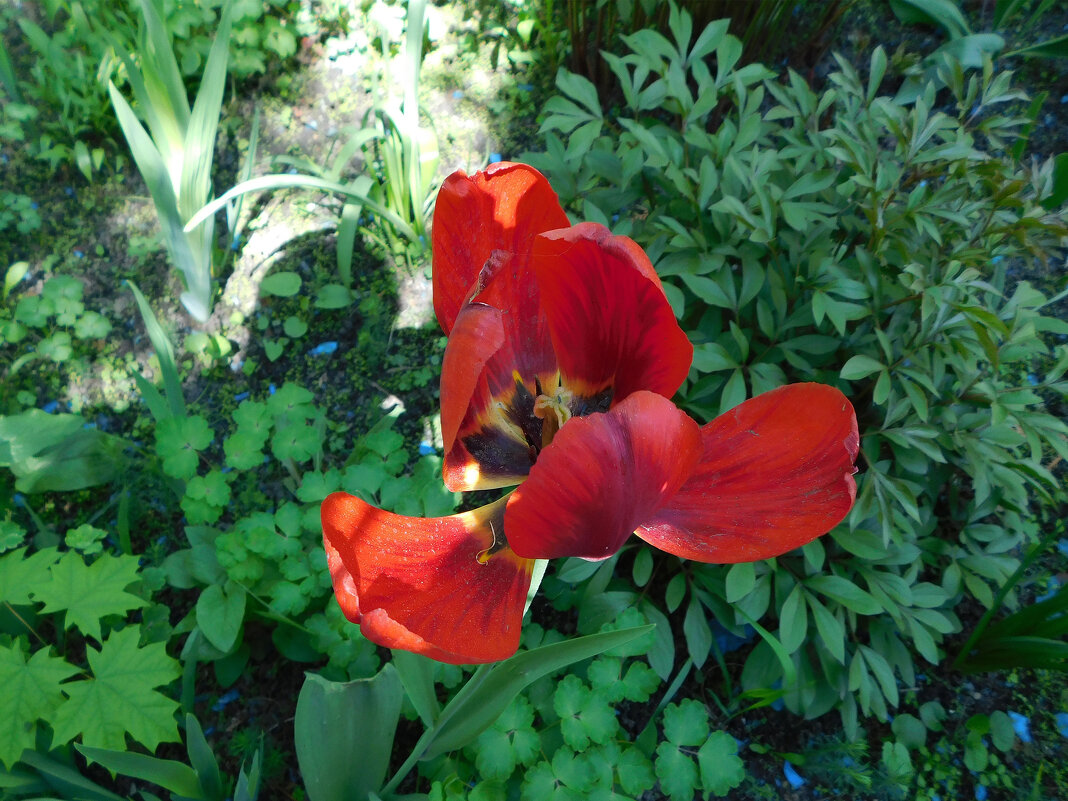 Увядание... - Наиля Увядание... - Наиля