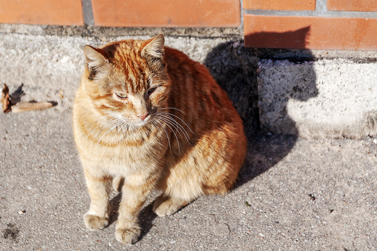 кошечка - Дмитрий 