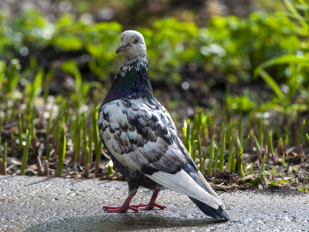 Голубь - простая птица с уникальными способностями. - Вадим Басов Голубь - простая птица с уникальными способностями. - Вадим Басов