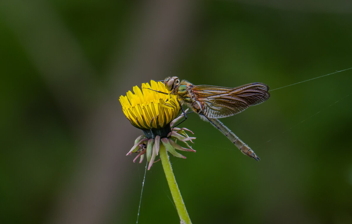 Первые стрекозы... - Sergey (Apg)