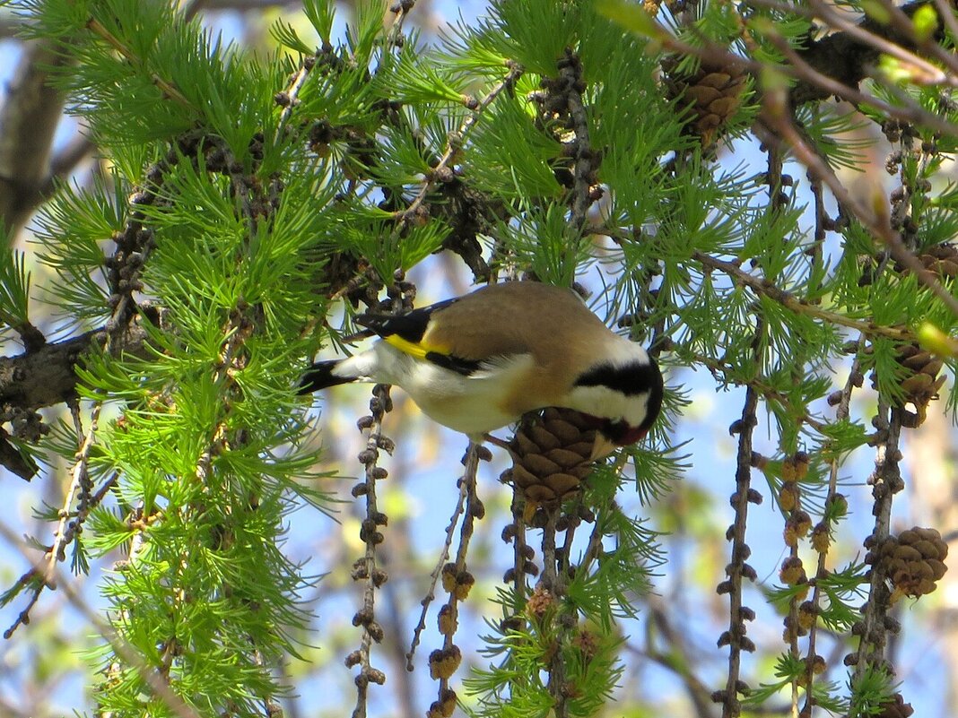 Щегол - Лариса С. Щегол - Лариса С.