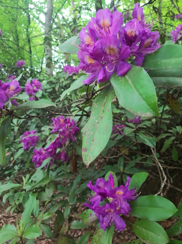 РОДОДЕНДРОНОВЫЙ РАЙ - Tata Wolf