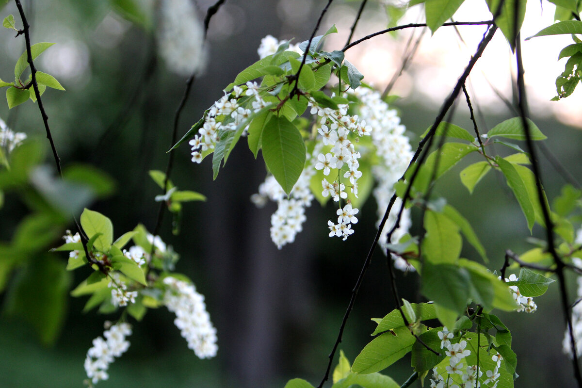 Цветение - Николай (dr.Zlo) Кузнецов Цветение - Николай (dr.Zlo) Кузнецов