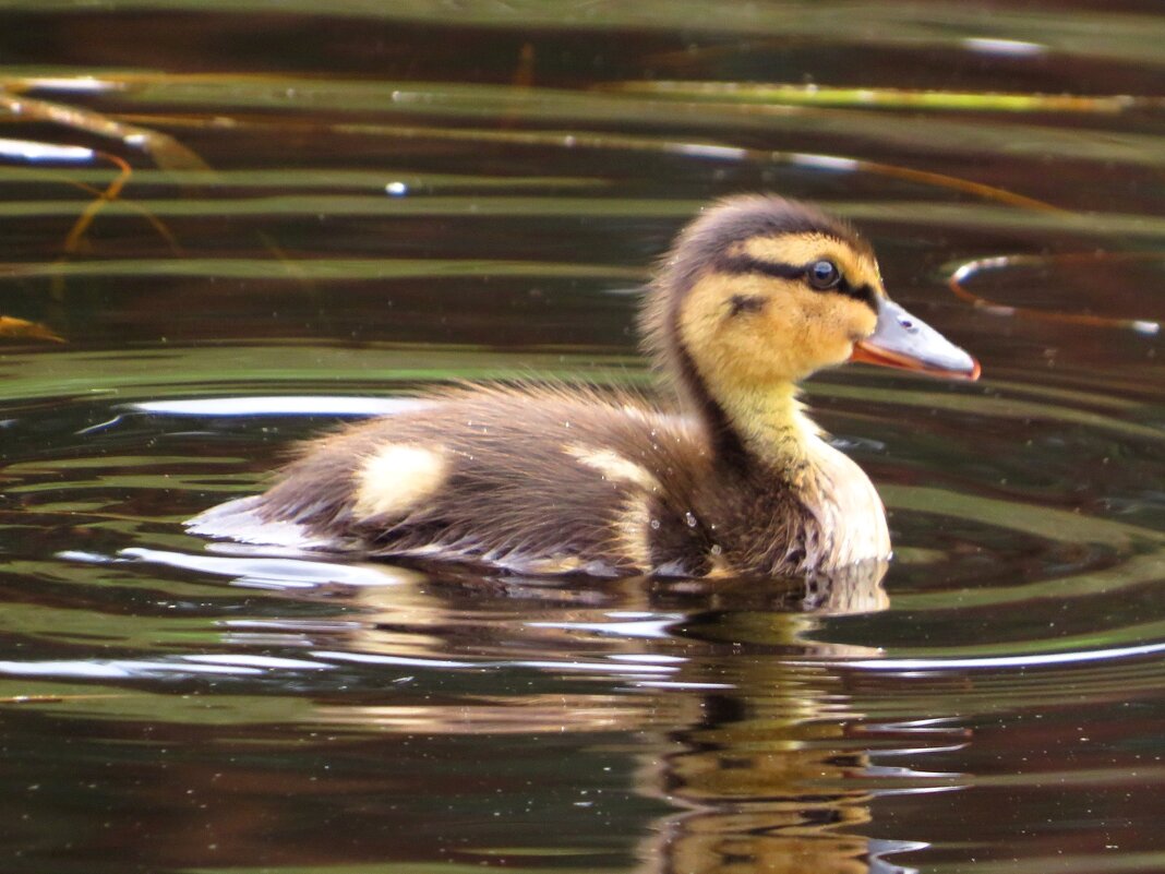 Утёнок - Андрей Снегерёв Утёнок - Андрей Снегерёв