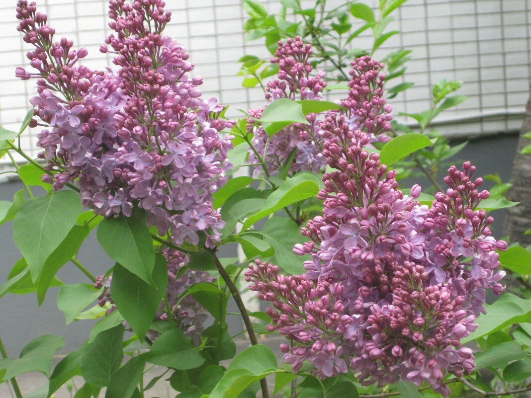 Вот и снова сиреневый май - Дмитрий Никитин