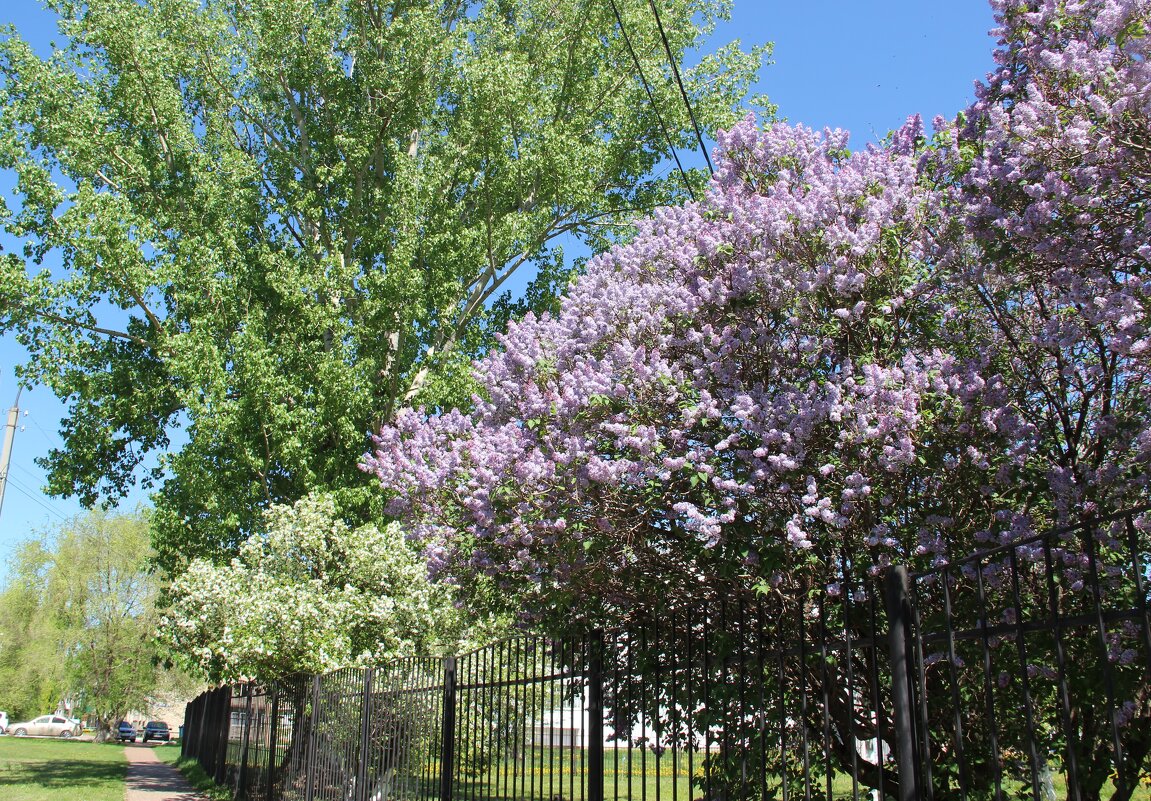 Май. - Венера Чуйкова