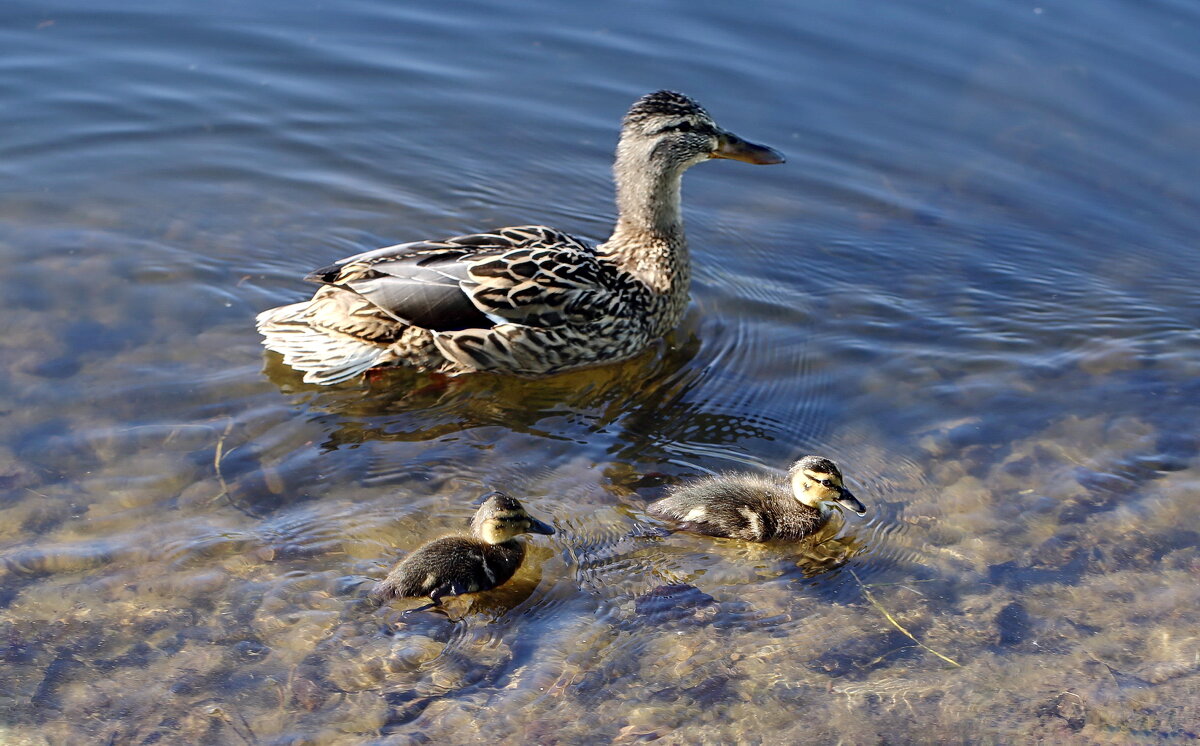 Первые - ZNatasha -
