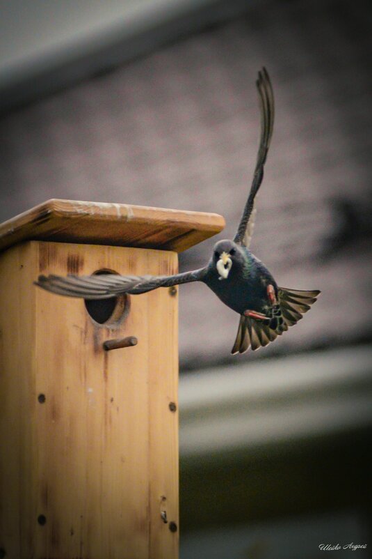 Замороженый полёт - Андрей Шейко Замороженый полёт - Андрей Шейко