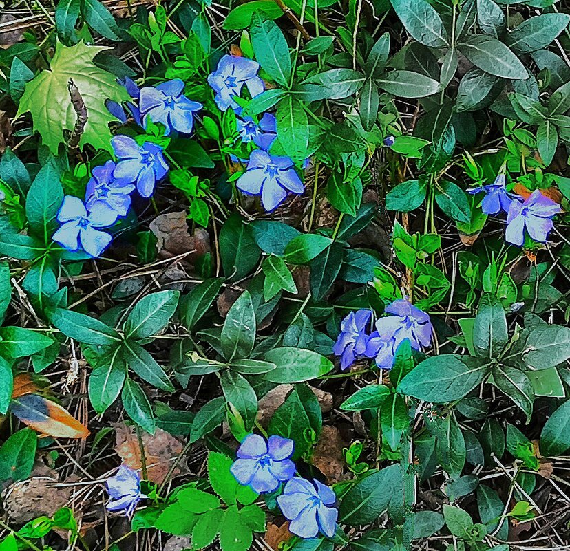 Барвинок вьётся по земле... - veilins veilins Барвинок вьётся по земле... - veilins veilins