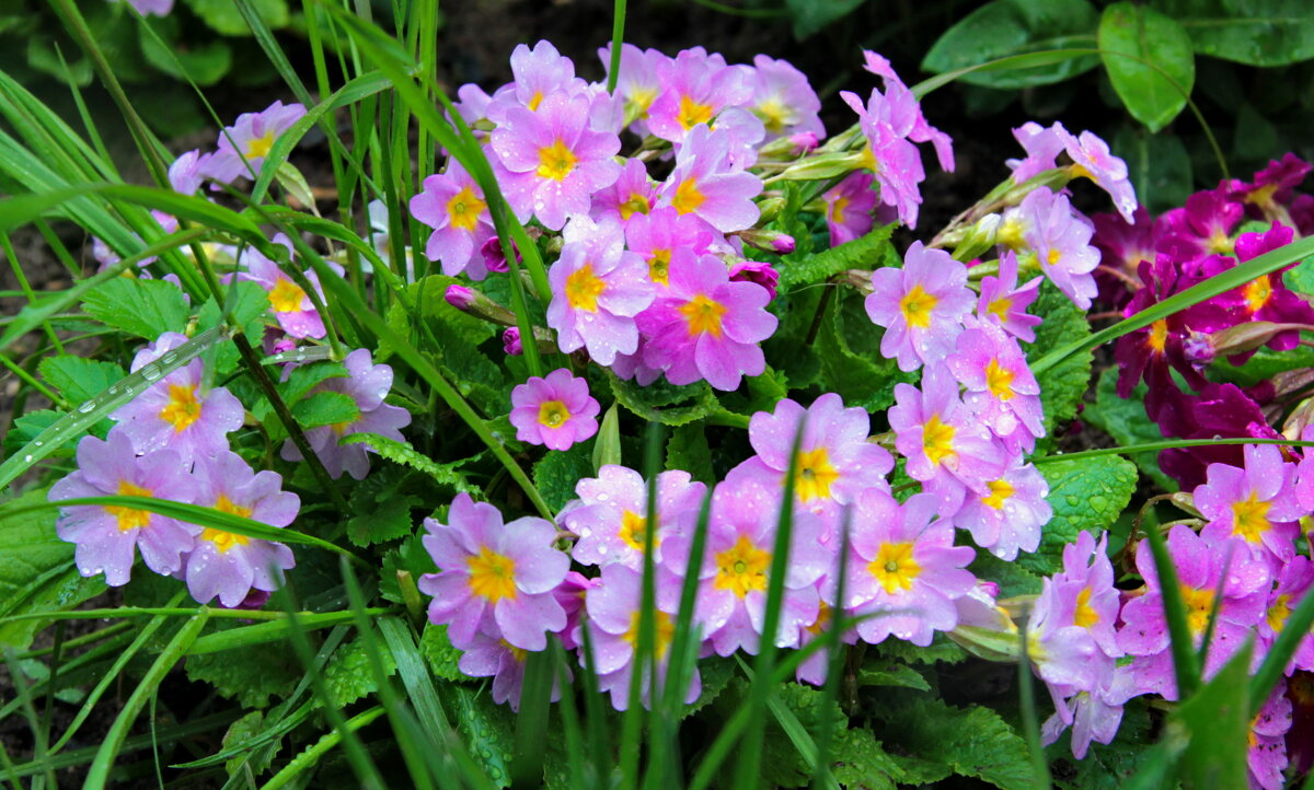 Примула цветёт. - Маргарита ( Марта ) Дрожжина