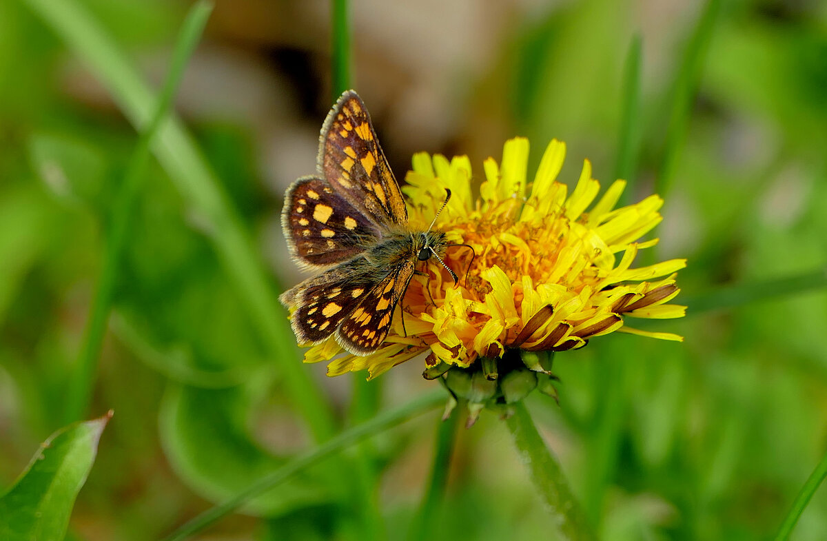 Бабочки, снятые вчера  1 - Александр Прокудин