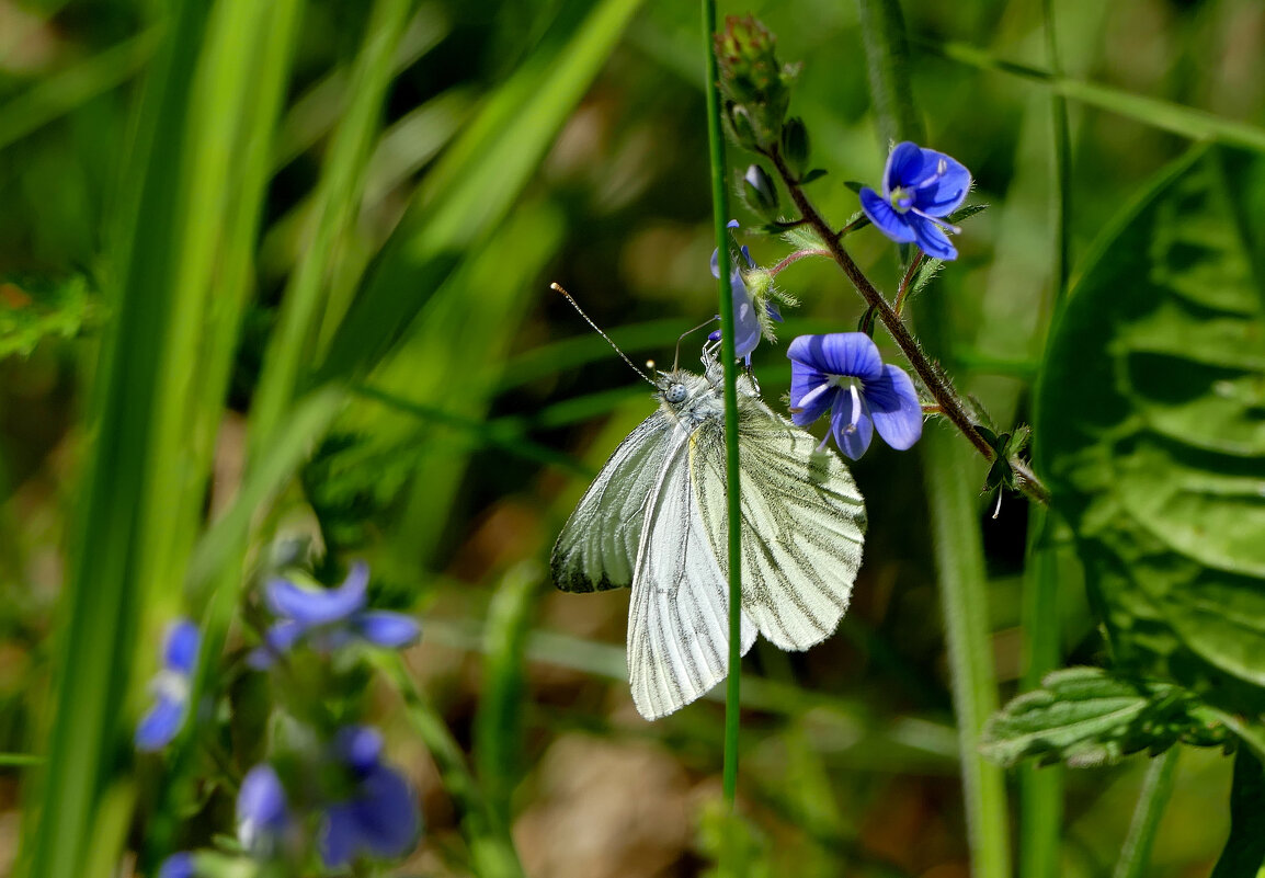 Бабочки, снятые вчера 4 - Александр Прокудин Бабочки, снятые вчера 4 - Александр Прокудин