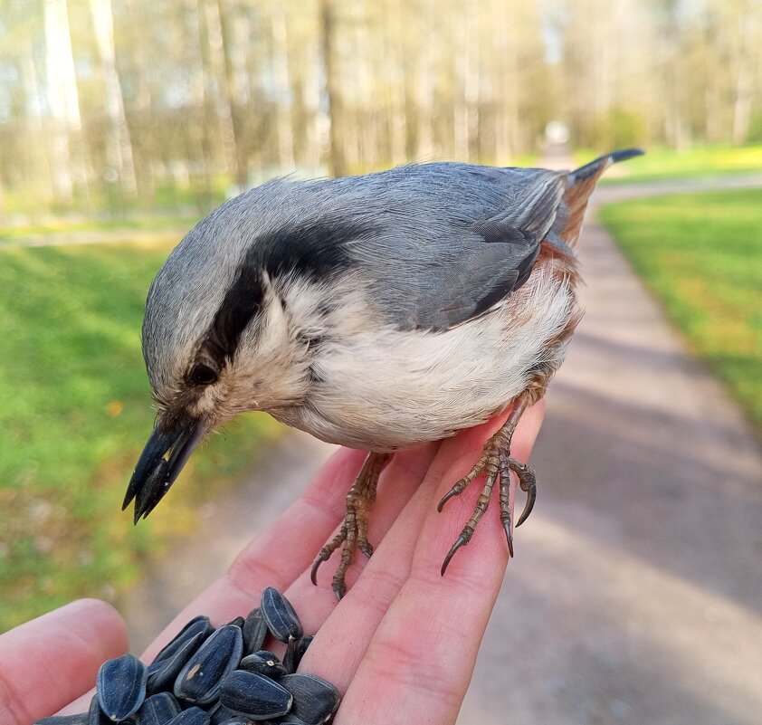 Поползень - Сапсан 