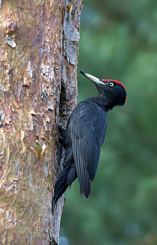 Желна - Андрей Медведев