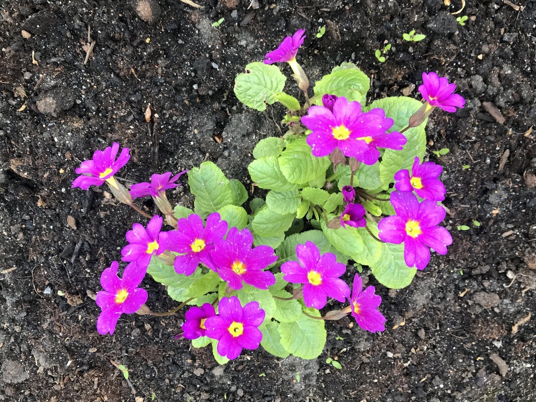 примула - zavitok *