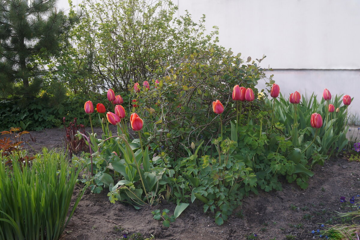 тюльпаны - zavitok * тюльпаны - zavitok *