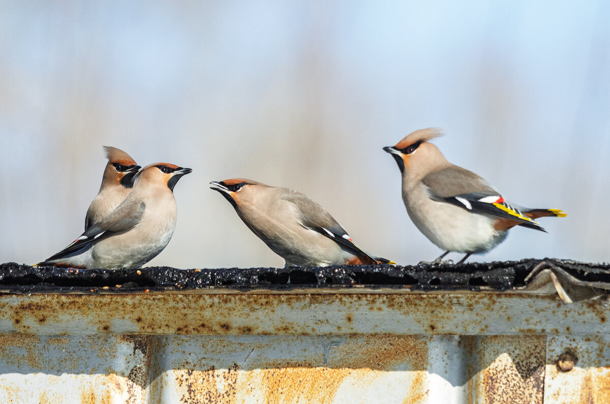 Свиристели. - Виктор Иванович Чернюк Свиристели. - Виктор Иванович Чернюк