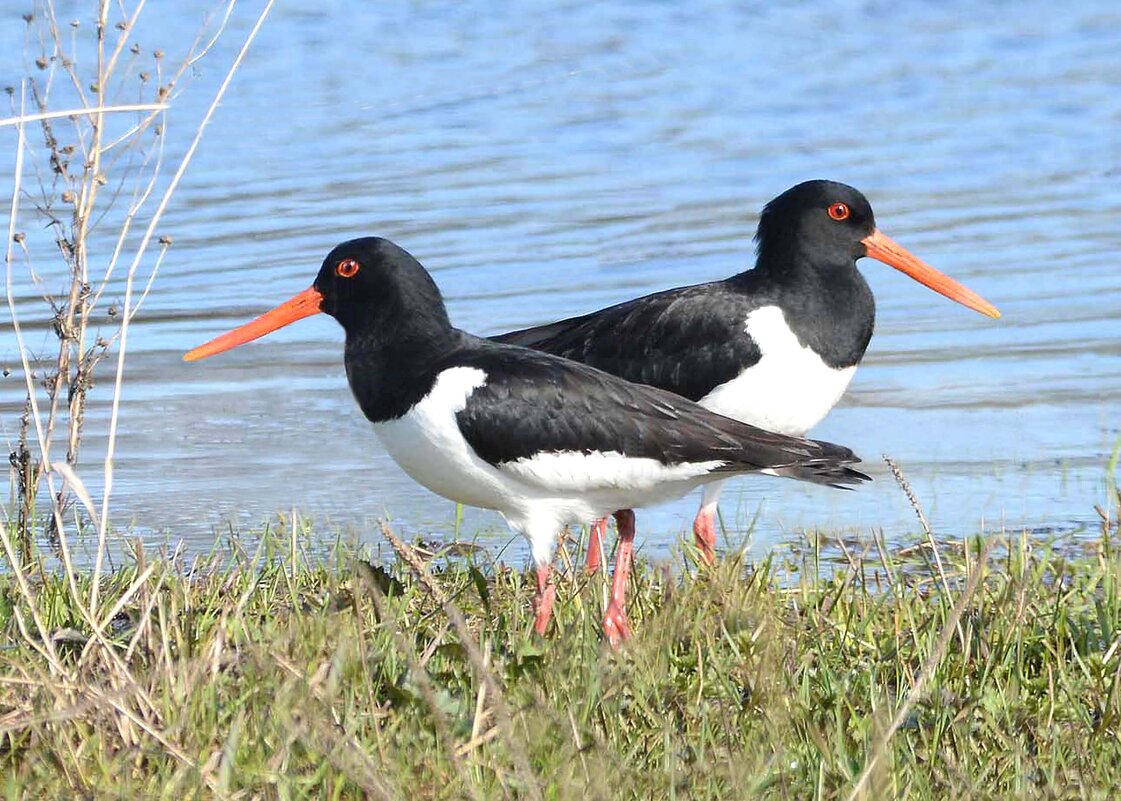 Красноносики. - Михаил Белоусов