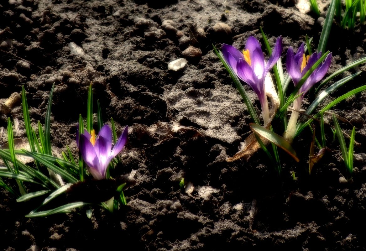 Весна - Роман Савоцкий