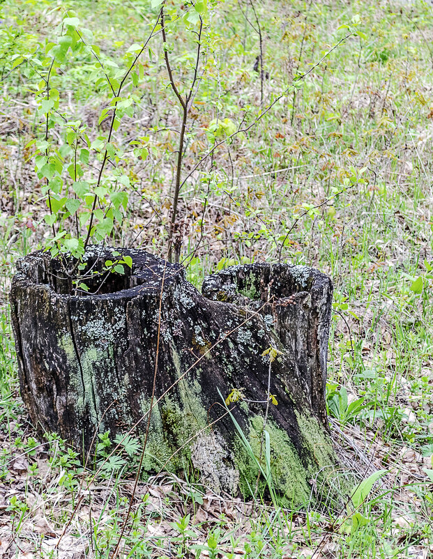 Природное кашпо - Андрей Щетинин