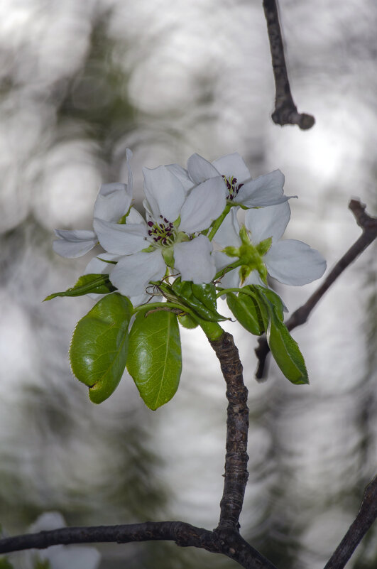 Яблоня - Lyubov Busova