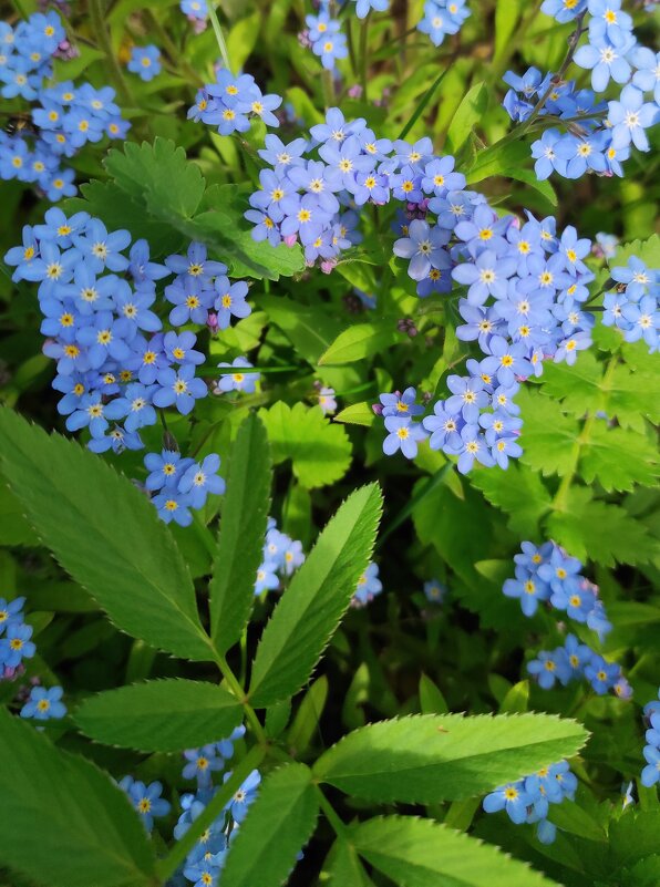 Незабудки - Татьяна Лютаева Незабудки - Татьяна Лютаева