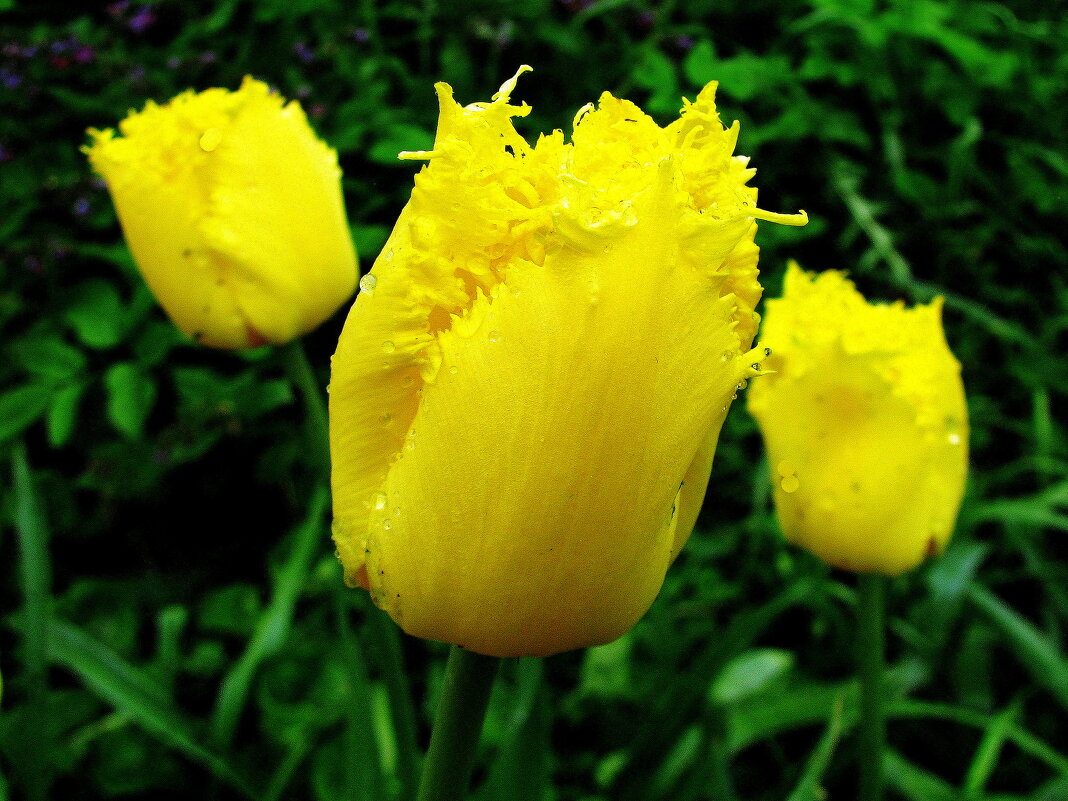 Бахромчатые тюльпаны - Людмила Смородинская Бахромчатые тюльпаны - Людмила Смородинская