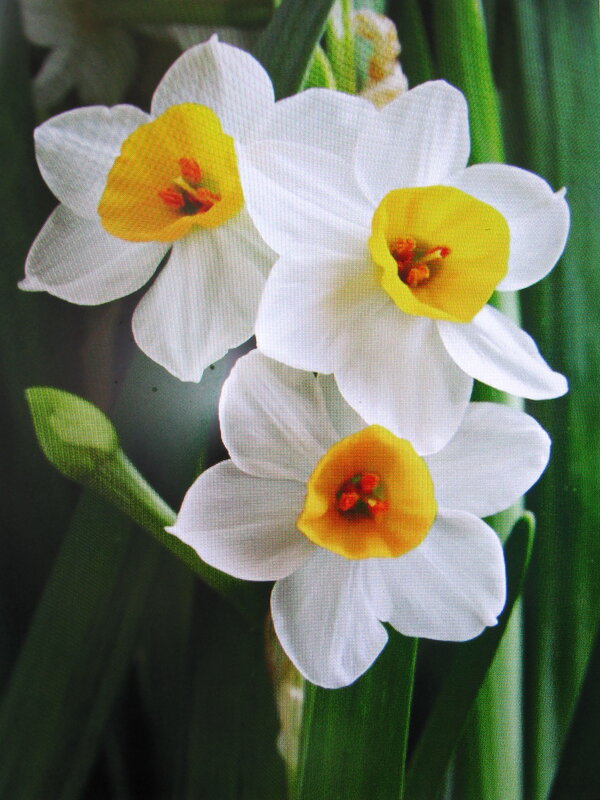 Красавцы - Людмила Смородинская Красавцы - Людмила Смородинская