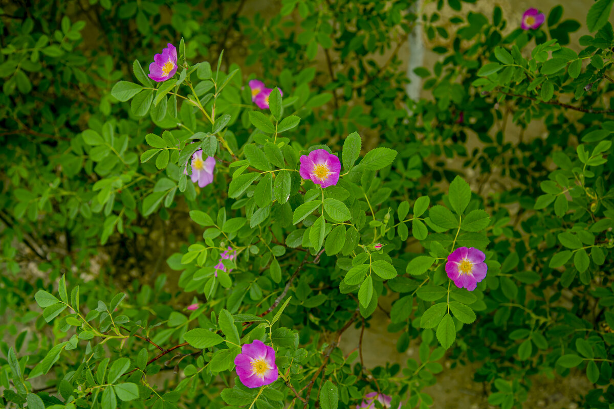 Шиповник - Анатолий Чикчирный Шиповник - Анатолий Чикчирный