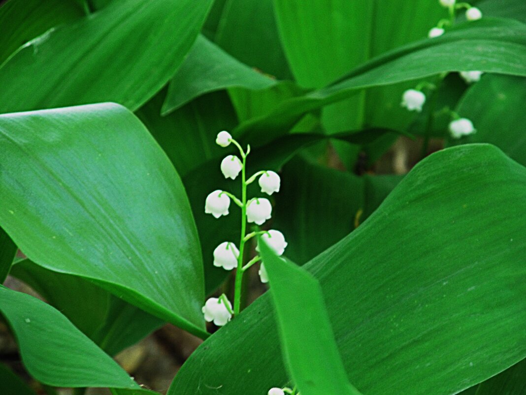 пора ландышей - Елена Шаламова