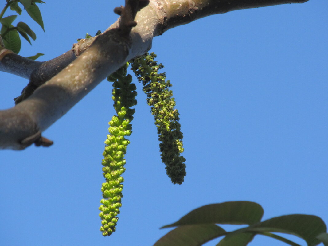 так цветёт грецкий орех - Елена Шаламова