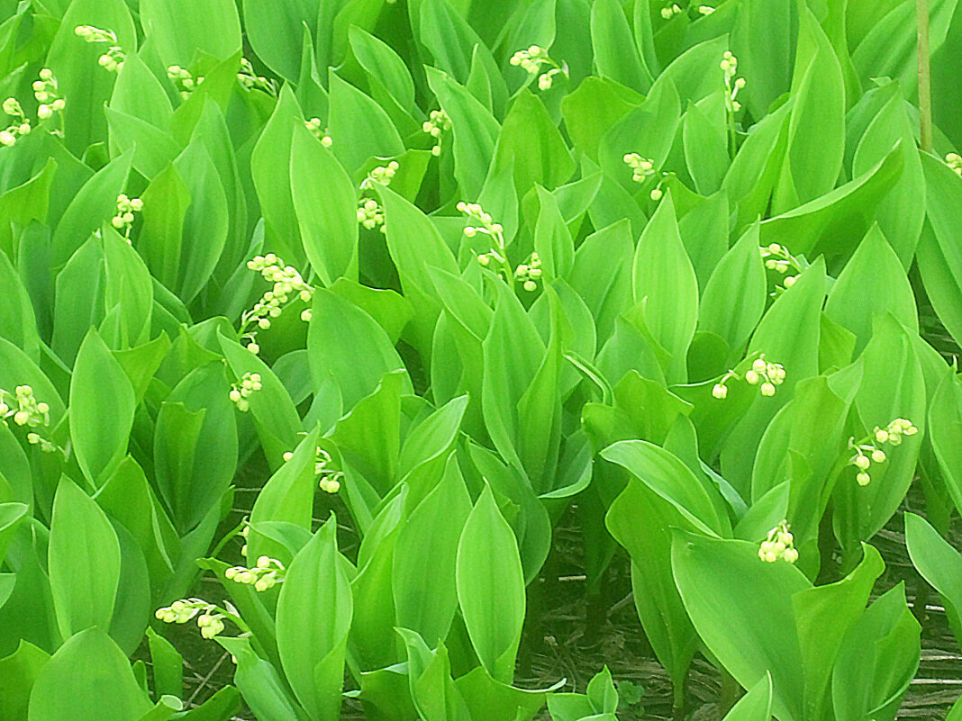 Привет из мая - Елена Семигина