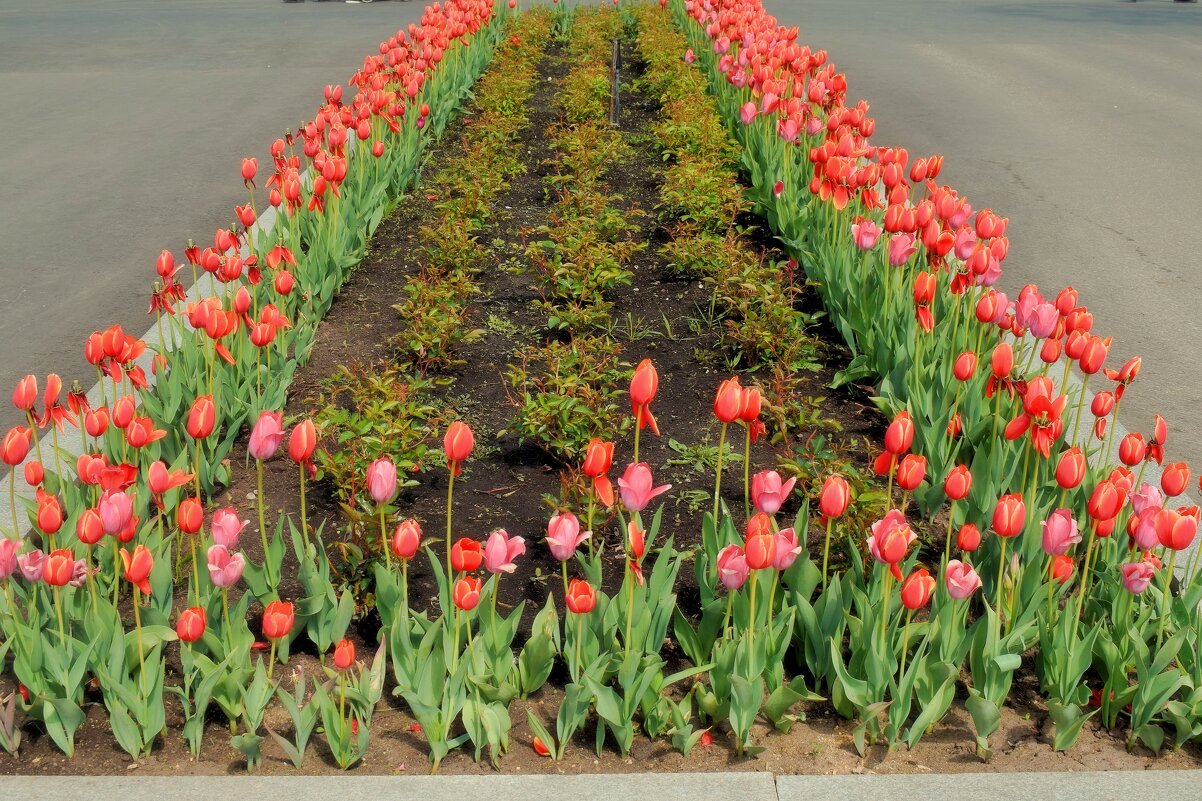 Тюльпаны у павильона "Армения" - Татьяна Помогалова Тюльпаны у павильона "Армения" - Татьяна Помогалова