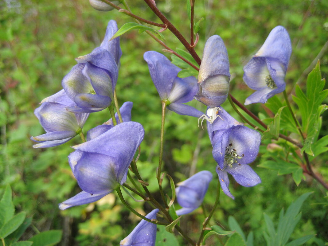 Аконит - Anna Ivanova Аконит - Anna Ivanova