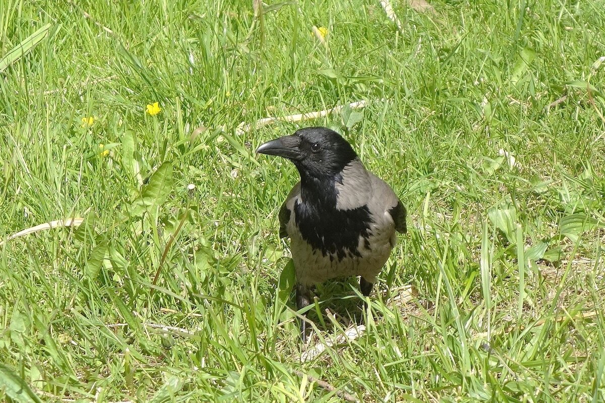 Ворона - Рита Симонова