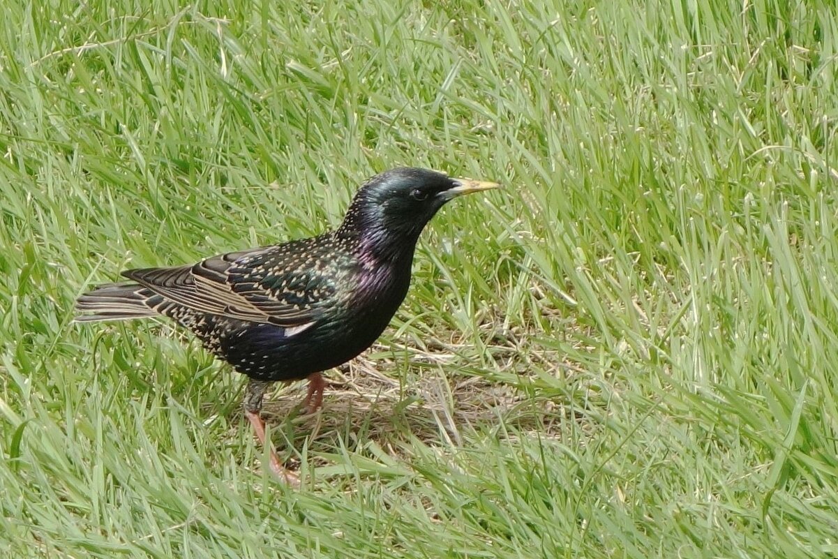 Скворец - Рита Симонова